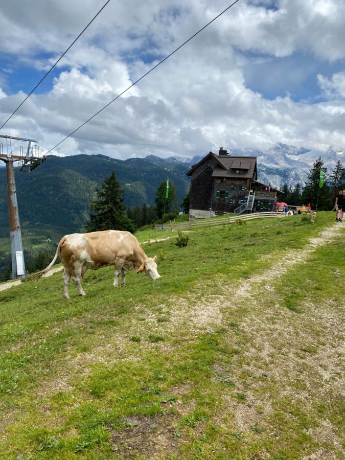 Bergglueck - Gemuetliches Appartement Am Traunsee Altmünster Zewnętrze zdjęcie